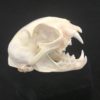 bobcat skull real bone