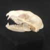 raccoon skull real bone