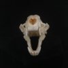 raccoon skull real bone