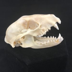 raccoon skull real bone