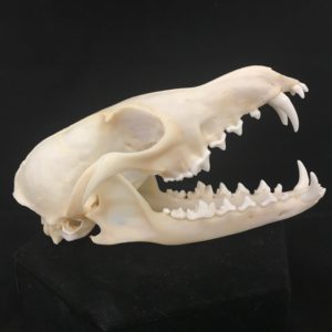 fox skull real bone