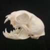 Lynx skull real bone