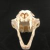 Lynx skull real bone