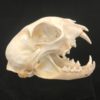 Lynx skull real bone