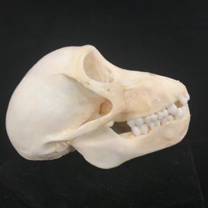 Chacma baboon adolescent skull real bone