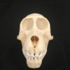 Chacma baboon adolescent skull real bone