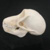 Chacma baboon adolescent skull real bone