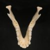 Chacma baboon adolescent skull real bone