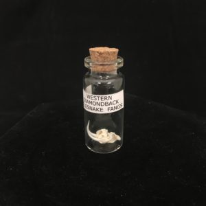 2 rattlesnake fangs in bottle