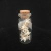 multiple rattlesnake vertebrae in bottle