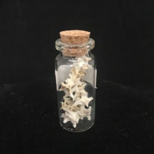 multiple rattlesnake vertebrae in bottle