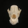 Jackal skull real bone