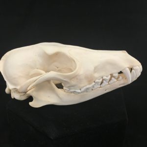 Jackal skull real bone
