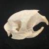 African porcupine skull real bone