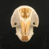 African porcupine skull real bone
