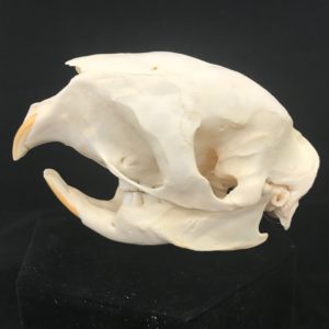 African porcupine skull real bone