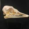 ostrich skull real bone