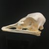 ostrich skull real bone