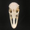 ostrich skull real bone