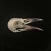 Crow skull real bone