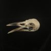 Crow skull real bone