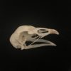 Chicken skull real bone