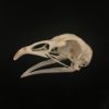 Chicken skull real bone