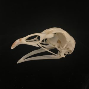 Chicken skull real bone