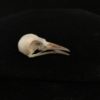 bird skull real Iora