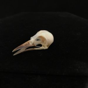 bird skull real Iora