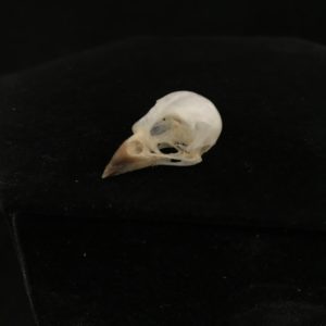 13 Sparrow skull real bone