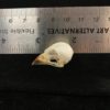 13 Sparrow skull real bone