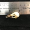 bird skull real Iora