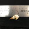 16 Flower Pecker real bird skull