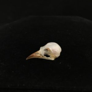 16 Flower Pecker real bird skull