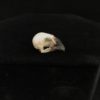 4 Finch real bird skull