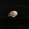 4 Finch real bird skull