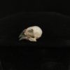4 Finch real bird skull