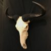 Blue Wildebeest skull male real bone