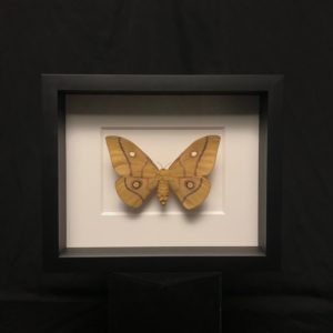 Silk moth in frame