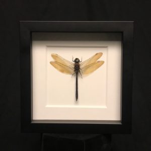 Dragonfly in black frame