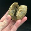 Trilobite fossil rock halves