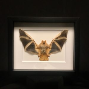 67mm Bat Specimens Animal Insect Taxidermy,Acrylic Lucite Transparent Educational Teach Supply Biological Collection 