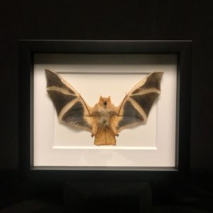 Fire bat black frame