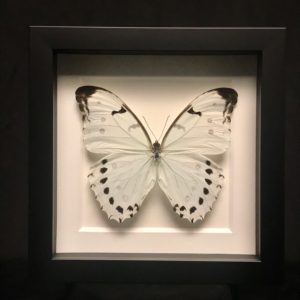 Mint Morpho butterfly frame