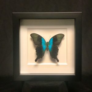 Peranthus Swallowtail black frame