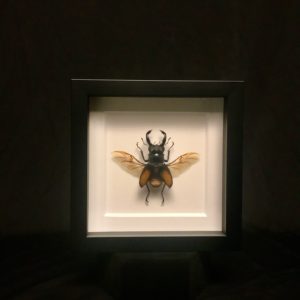 Stag beetle black frame