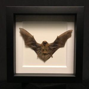 Small brown bat frame