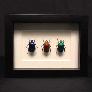 three chafer beetle frame