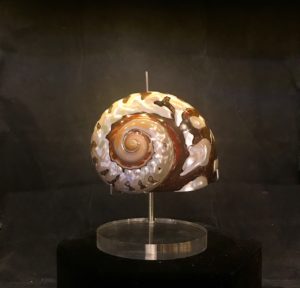 turbo sartmaticus sea shell